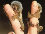 1296080407_tiny_adorable_animals_31.jpg