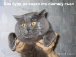 cat3_1.jpg