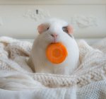these_funny_animals_1210_02.jpg