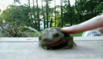 016.gif