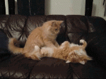 koto-massag.gif