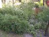 P7100025.jpg