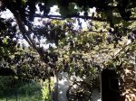 DSC00260 (Копировать).JPG