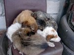 IMG_3096-0.jpg