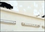 43ddb59a0f79877e8e5baffc9df7b6bb194a43a181e2d13f71b0aeb475d315d6_1.gif