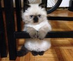 котя.jpg