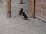 DSC08618.JPG