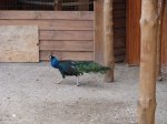 DSC08619.JPG
