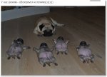 режим.jpg