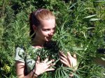 cannabis-1796x1024x768x0.jpg