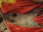 DSC07617.JPG