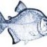 Piranha