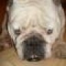 Buldog