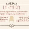 Lavanda store