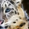Alles