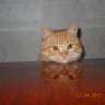 Коротенко Сергій