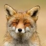 ysfox