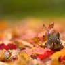 Squirrel9911