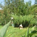 img_1852_24233.jpg