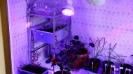 Grow-light-15w-88.JPG