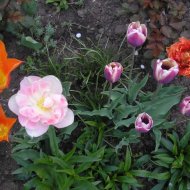 img_2465_24559.jpg
