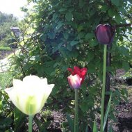 img_2471_24559.jpg