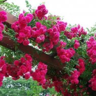 img_3836_40182.jpg
