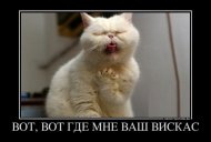IMG_7211.jpeg