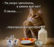 100876196_kotik.jpg